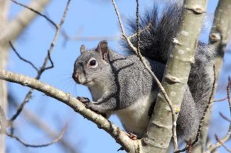 Western Gray Squirrel (photo: Cary Kerst)