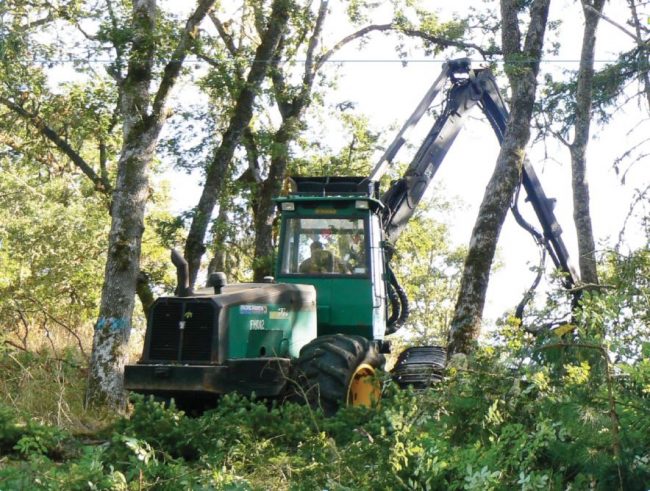 A harvester thinning trees in an oak woodland.