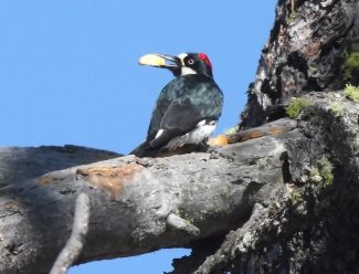 Acorn Woodpecker (photo: Cary Kerst)