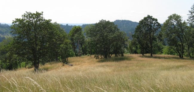On-going restoration at Wild Iris Ridge natural area, City of Eugene. Thinning and removing crowded trees will allow the oaks to thrive.
