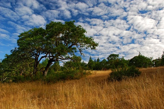 Oak savanna at Buford Recreation Area (photo: Ed Alverson)
