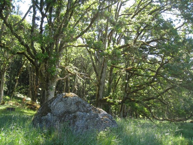 Oak woodland at Coburg Ridge.